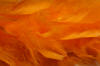 feather boa - feather trimming - light orange