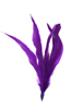 cocktail feathers - dark purple