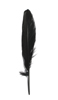 duck feathers - black