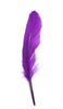 duck feathers - dark purple