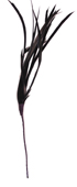 black feather biot