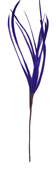 dark purple feather biot
