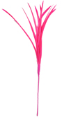 hot pink feather biot