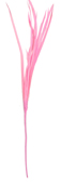 light pink feather biot