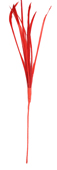 red feather biot