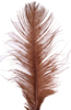 ostrich feathers brown