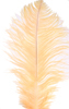 ostrich feathers gold