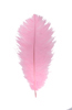 ostrich feathers lt hot pink