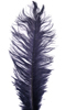 ostrich feathers navy blue
