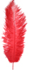 ostrich feathers cherry red