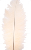 ostrich feathers dark cream