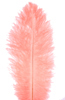 ostrich feathers dusty pink