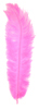 ostrich feathers hot pink