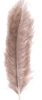 ostrich feathers natural