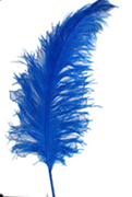 ostrich feathers ultra large